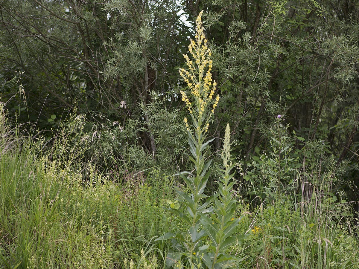 Verbascum lychnitis